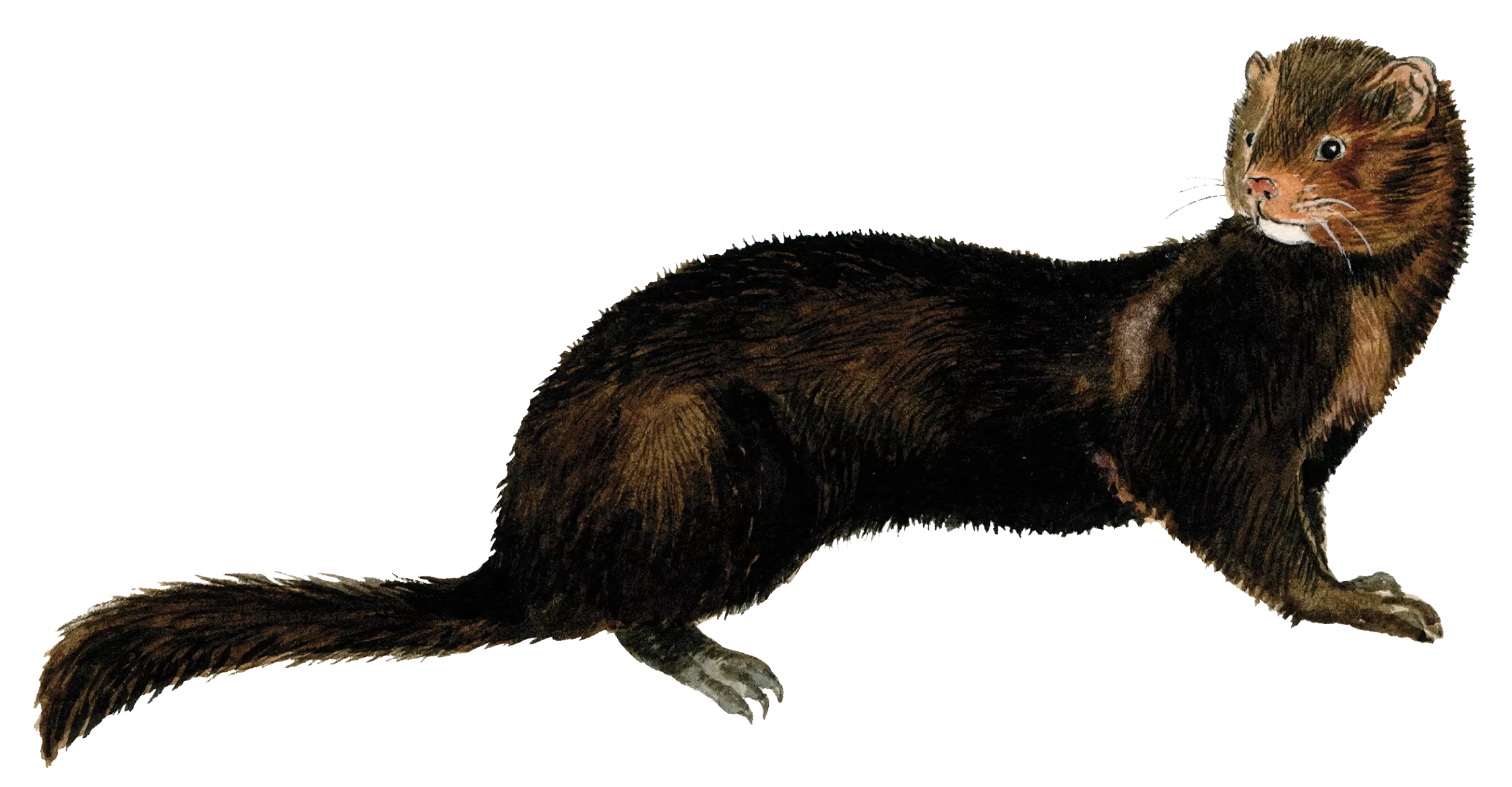 Mink © Naturporten - Kirsten Hjørne