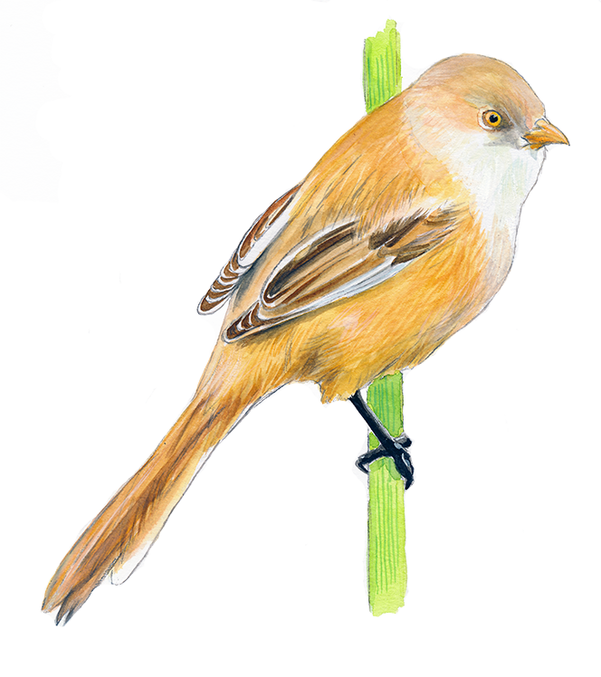 Skægmejse, hun © Naturporten - Kirsten Hjørne