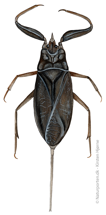 Skorpionstæge © Naturporten - Kirsten Hjørne