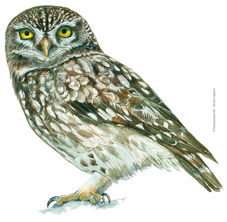 Kirkeugle © Naturporten - Kirsten Hjørne