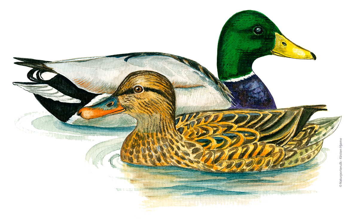 Gråand han hun © Naturporten - Kirsten Hjørne