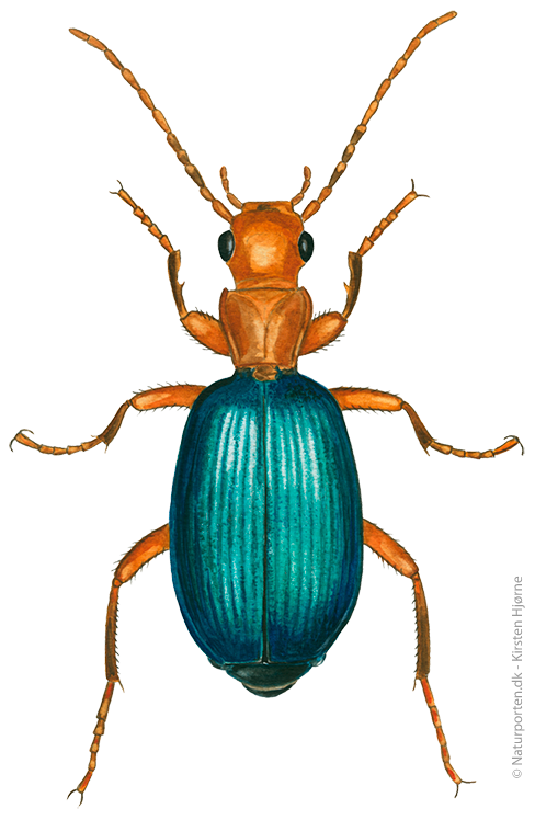 Bombarderbille © Naturporten - Kirsten Hjørne