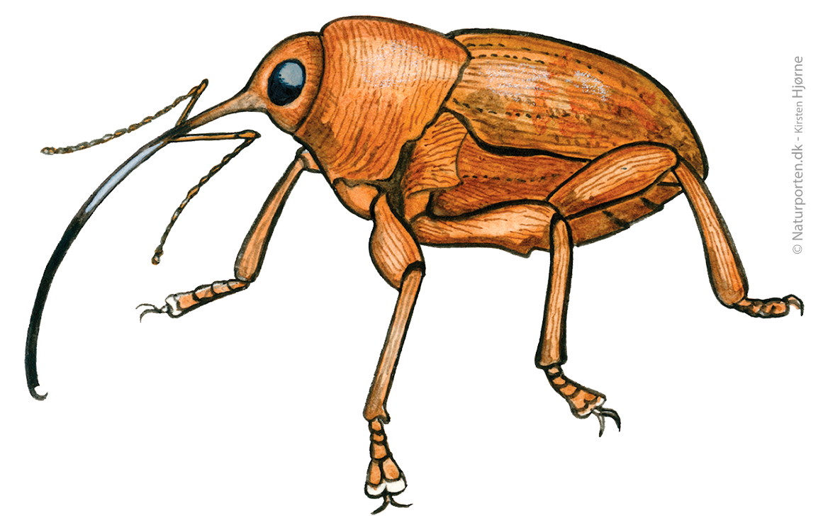 Nøddesnudebille © Naturporten - Kirsten Hjørne