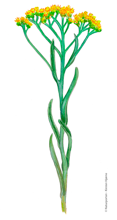 Gul evighedsblomst © Naturporten - Kirsten Hjørne