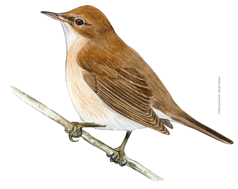 Rørsanger © Naturporten - Kirsten Hjørne