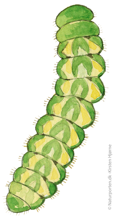 Lille ildfugl larve © Kirsten Hjørne