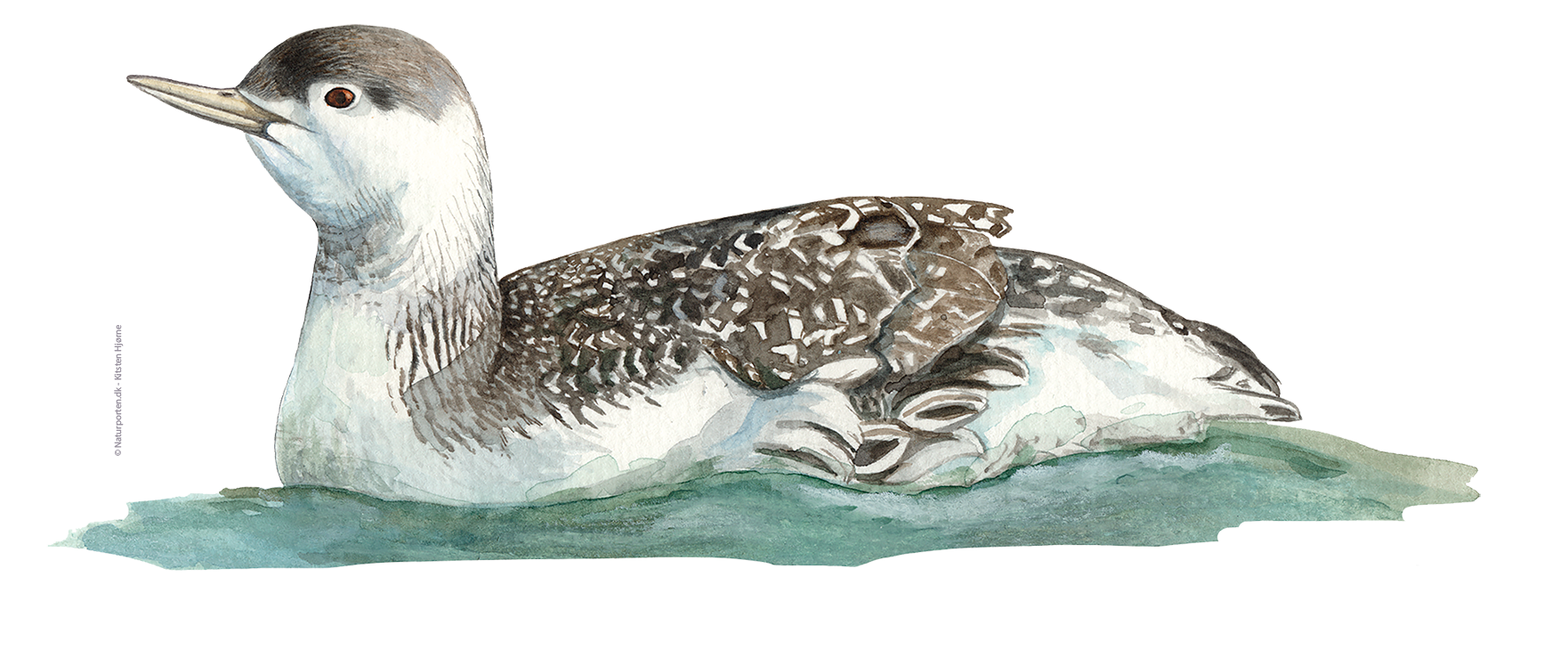 Rødstrubet lom hun © Naturporten - Kirsten Hjørne