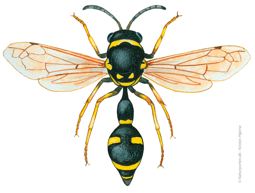 Pottemagerhveps © Naturporten - Kirsten Hjørne