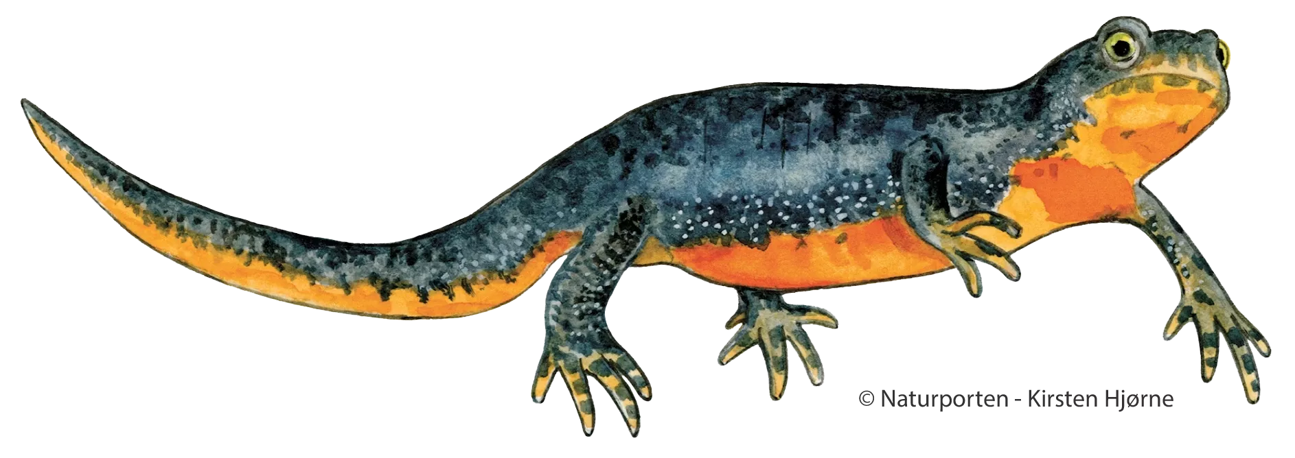 Bjergsalamander hun © Kirsten Hjørne