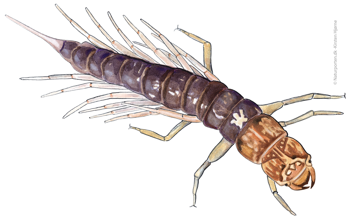 Dovenflue larve  © Naturporten - Kirsten Hjørne