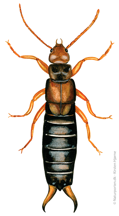 Ørentvist © Naturporten - Kirsten Hjørne