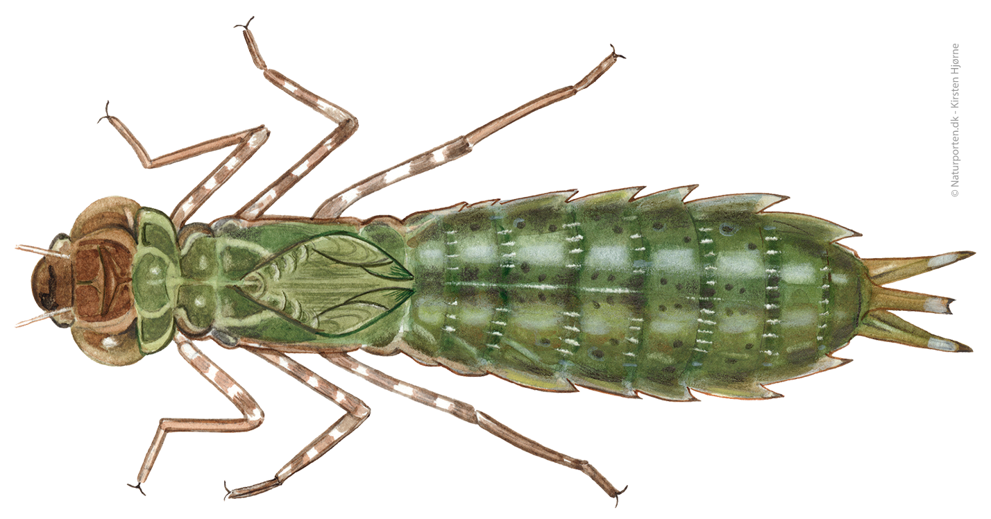 Stor kejserguldsmed larve © Kirsten Hjørne