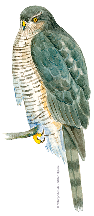 Spurvehøg hun © Naturporten - Kirsten Hjørne