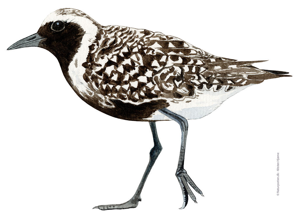 Strandhjejle © Naturporten - Kirsten Hjørne