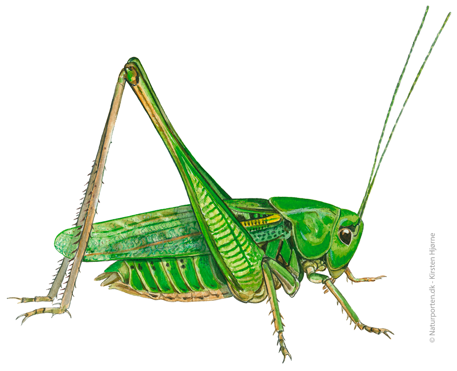 Vortebider © Naturporten - Kirsten Hjørne