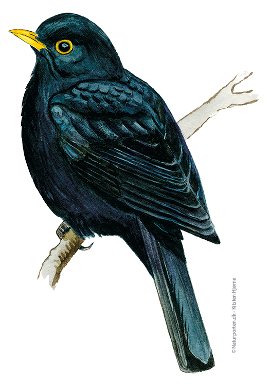 Solsort han © Naturporten - Kirsten Hjørne