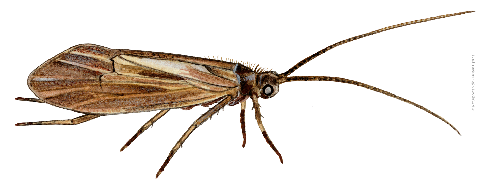 Å-vårflue © Kirsten Hjørne