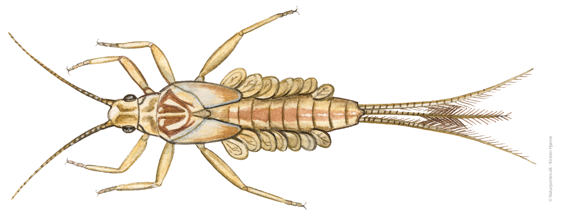 Døgnfluenymfe © Naturporten - Kirsten Hjørne