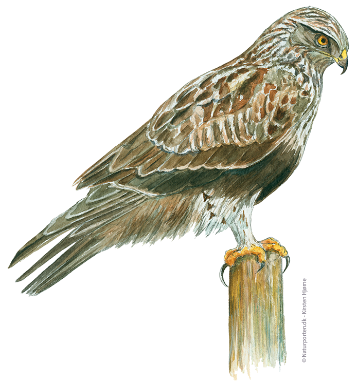 Fjeldvåge © Naturporten - Kirsten Hjørne