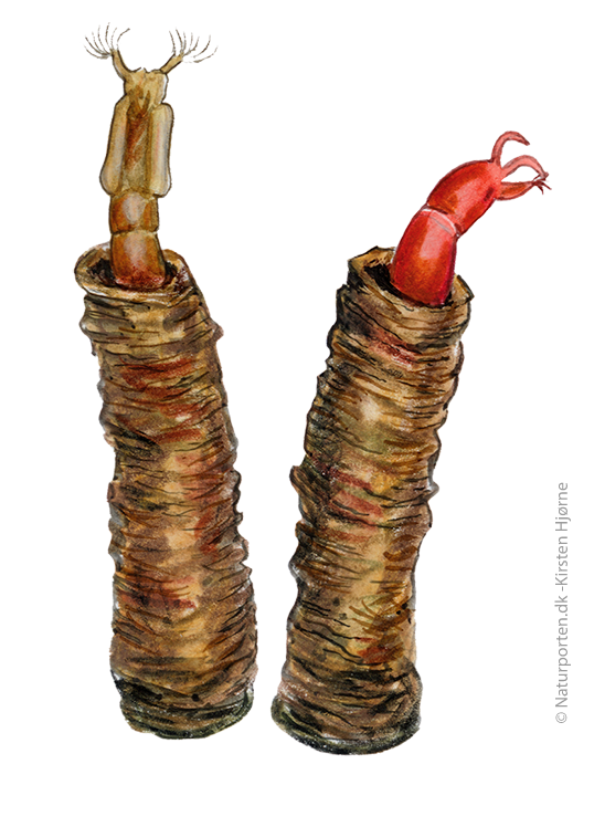 Dansemyg puppe  © Naturporten - Kirsten Hjørne