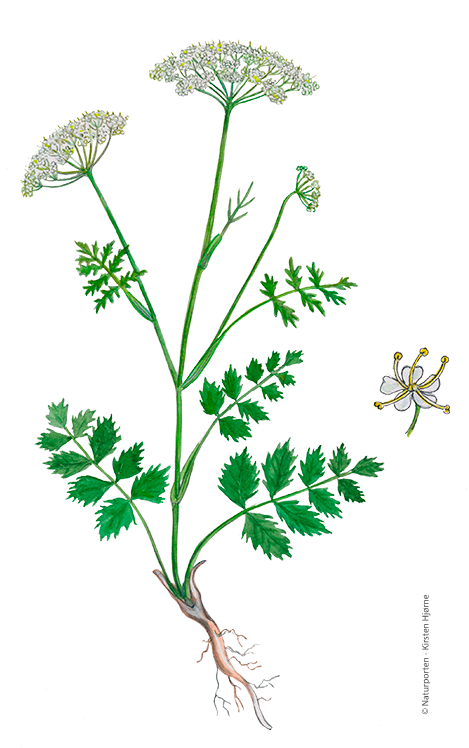Almindelig pimpinelle © Naturporten - Kirsten Hjørne