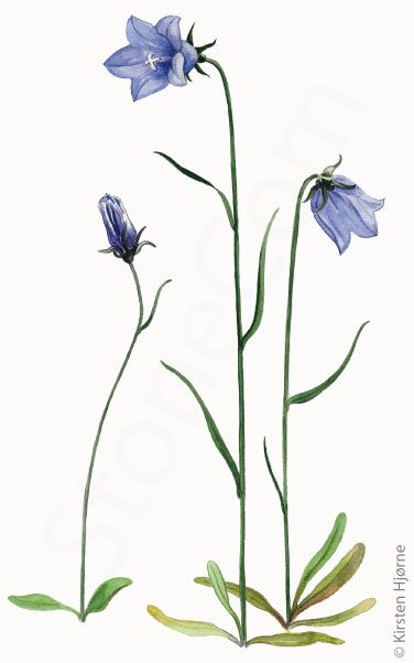 Grønlandsk blåklokke © Naturporten - Kirsten Hjørne