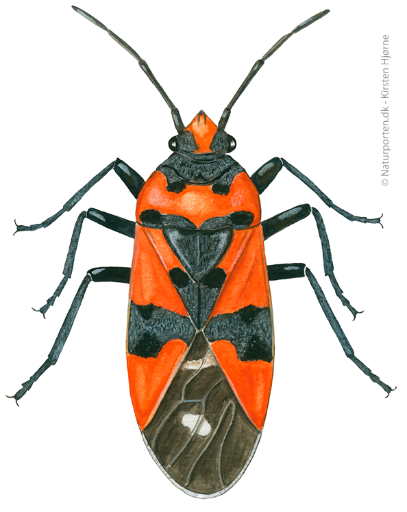 Soldatertæge © Naturporten - Kirsten Hjørne