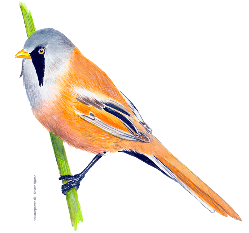 Skægmejse, han © Naturporten - Kirsten Hjørne