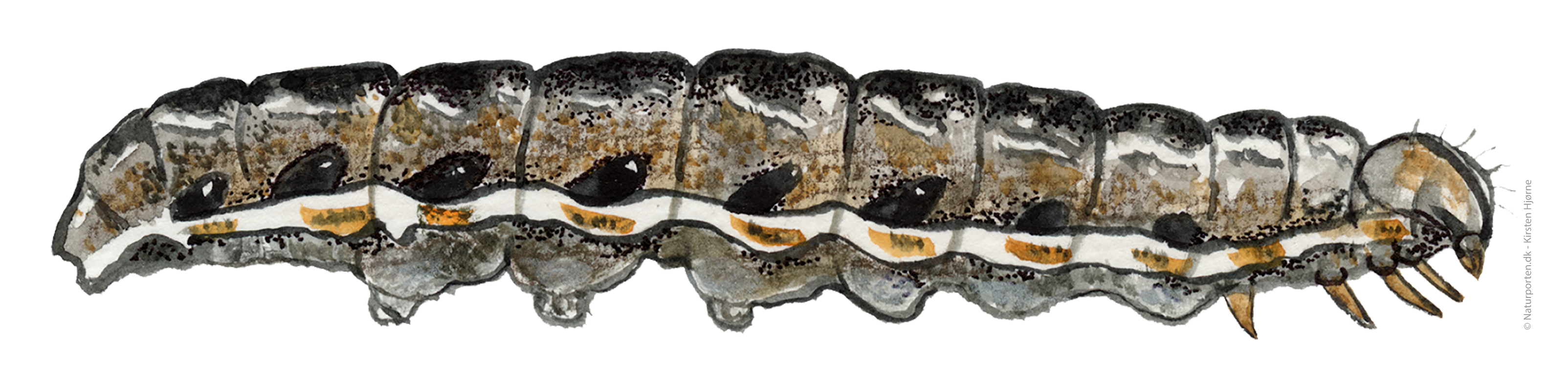 Blågrå jordugle larve © Naturporten - Kirsten Hjørne