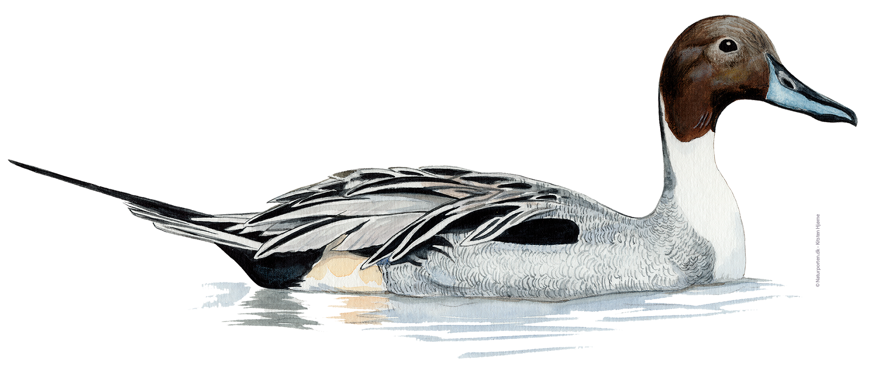 Spidsand han © Naturporten - Kirsten Hjørne