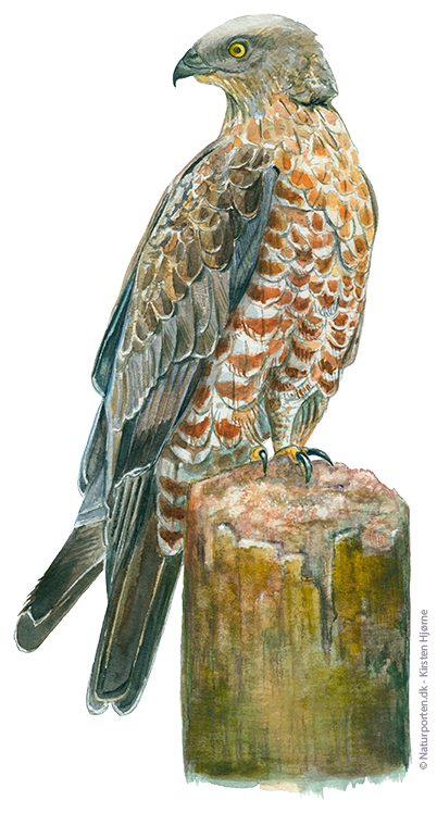 Hvepsevåge © Naturporten - Kirsten Hjørne