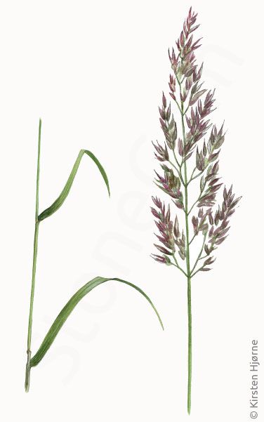 Krat-rørhvene © Naturporten - Kirsten Hjørne