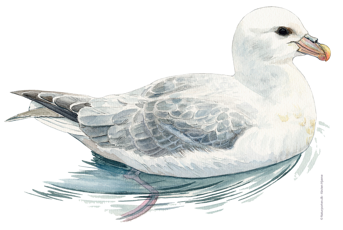 Mallemuk © Naturporten - Kirsten Hjørne