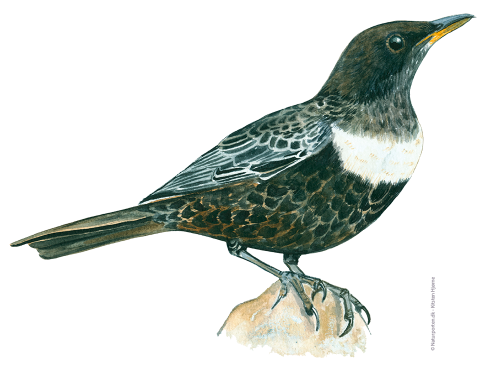 Ringdrossel © Naturporten - Kirsten Hjørne