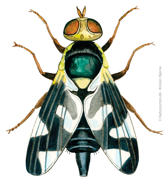 Tidselbåndflue © Naturporten - Kirsten Hjørne