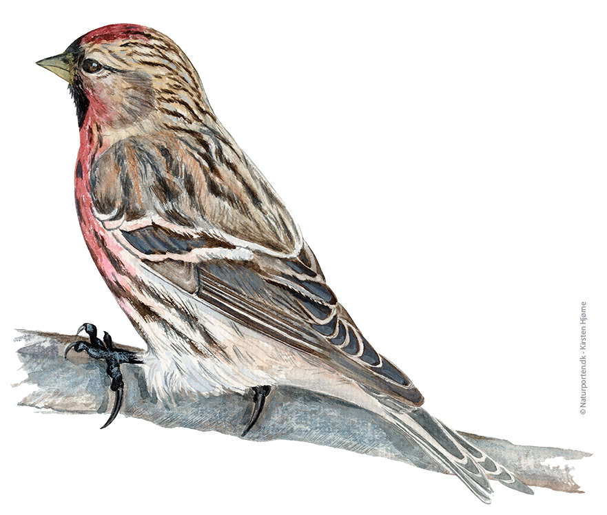 Gråsisken © Naturporten - Kirsten Hjørne