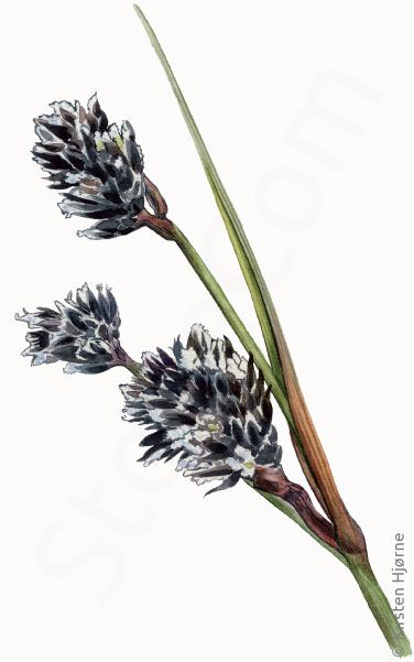 Varde-frytle © Naturporten - Kirsten Hjørne