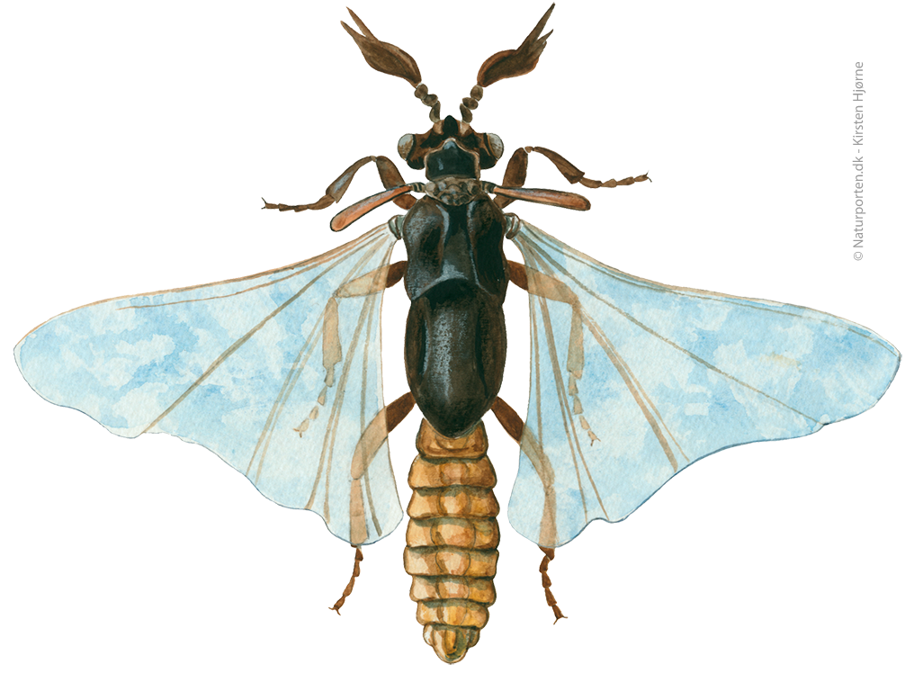 Viftevinge © Naturporten - Kirsten Hjørne