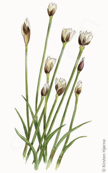 Treblomstret siv © Naturporten - Kirsten Hjørne