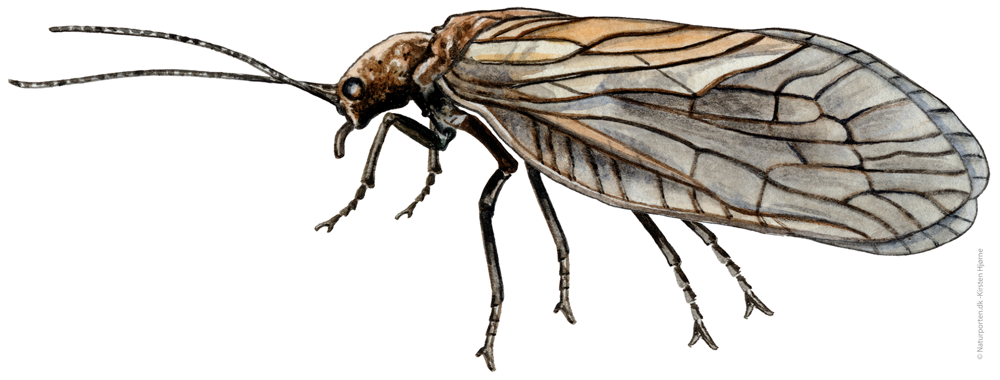Dovenflue  © Naturporten - Kirsten Hjørne
