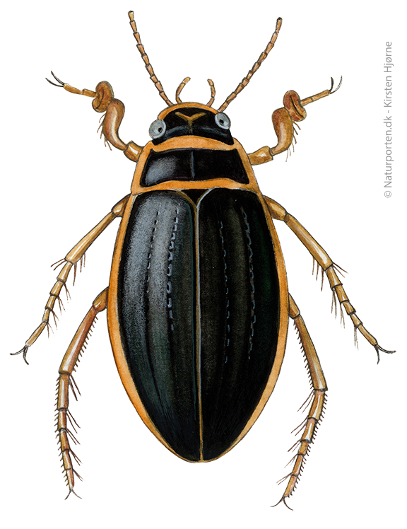 Vandkalv © Naturporten - Kirsten Hjørne