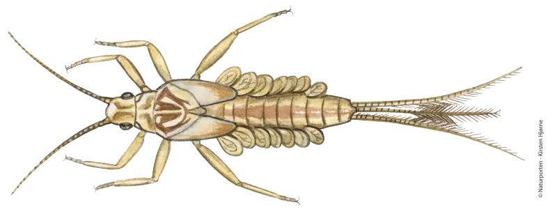Døgnfluenymfe © Naturporten - Kirsten Hjørne