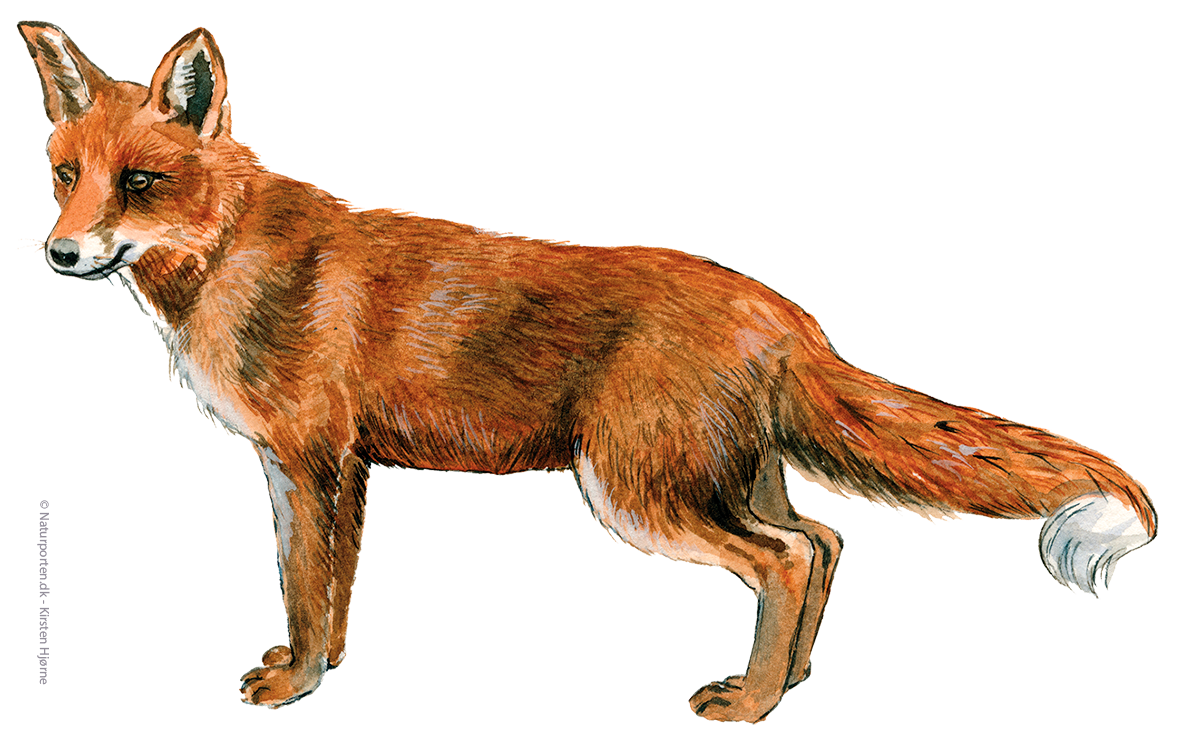 Ræv © Naturporten - Kirsten Hjørne