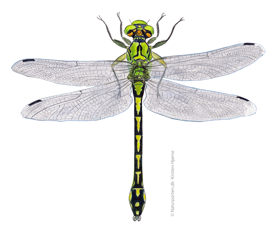 Grøn kølleguldsmed © Naturporten - Kirsten Hjørne