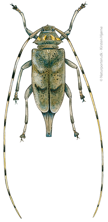 Tømmermand © Naturporten - Kirsten Hjørne