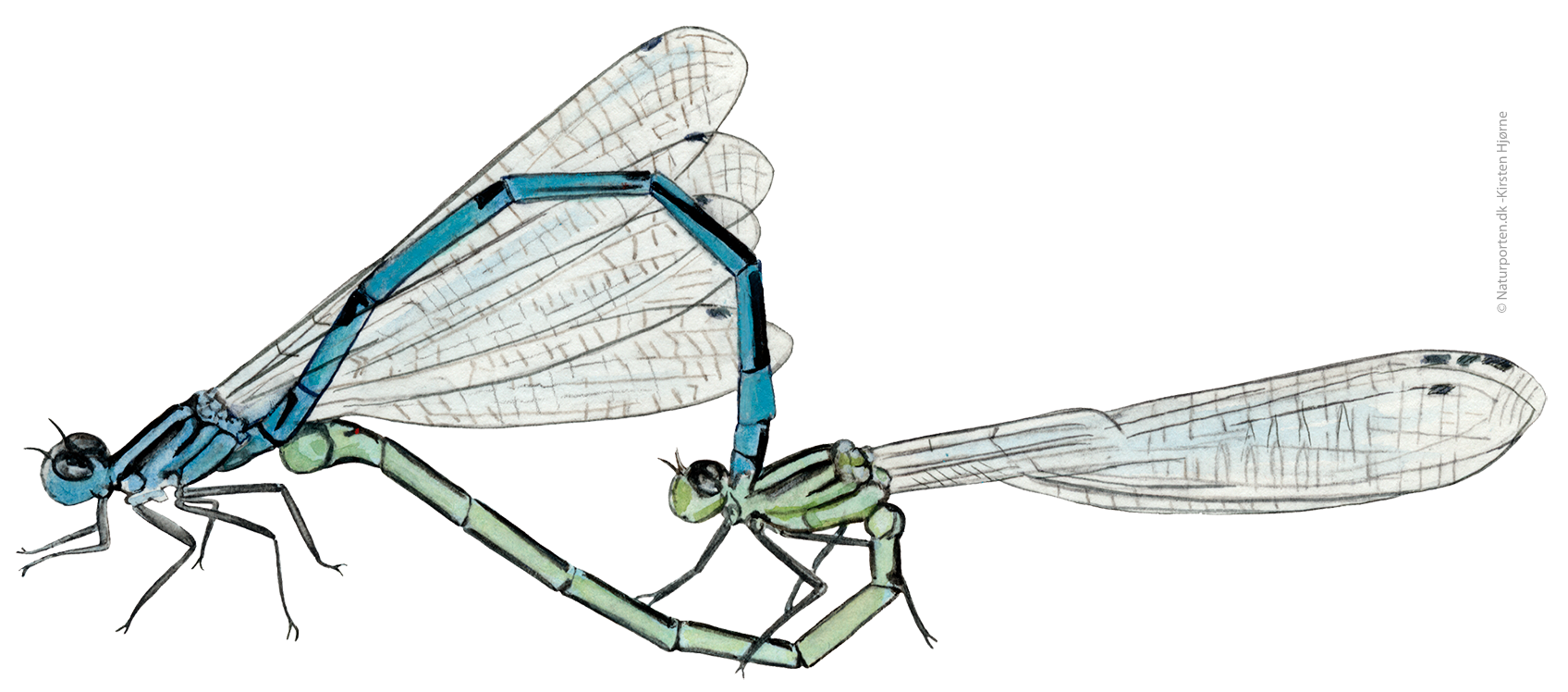 Hestesko vandnymfe parring © Kirsten Hjørne