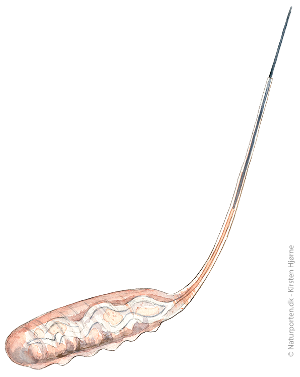 Dyndflue larve  © Naturporten - Kirsten Hjørne