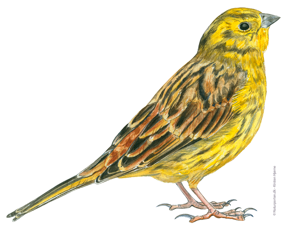 Gulspurv © Naturporten - Kirsten Hjørne