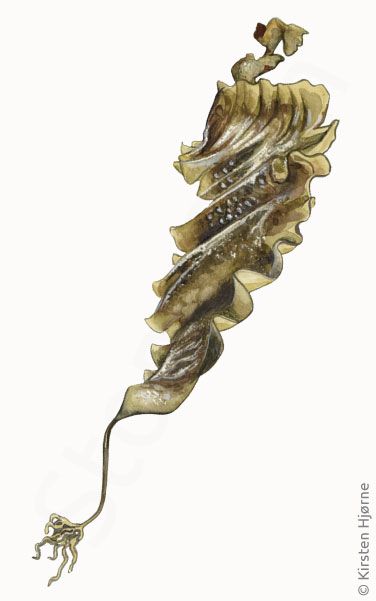Sukkertang © Naturporten - Kirsten Hjørne