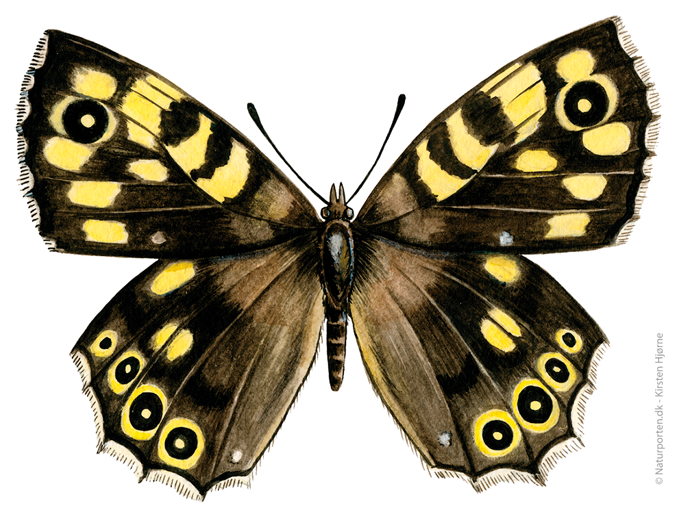 Skovrandøje © Naturporten - Kirsten Hjørne